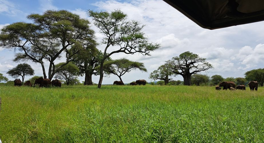 Games drives tijdens de Tanzania groepsreis